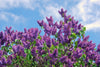 Le Petit Marseillais: Lilac