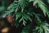 Le Petit Marseillais: Minerals and Cedarwood for Men