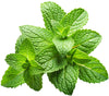 Le Petit Marseillais: Feuille de Menthe Bio